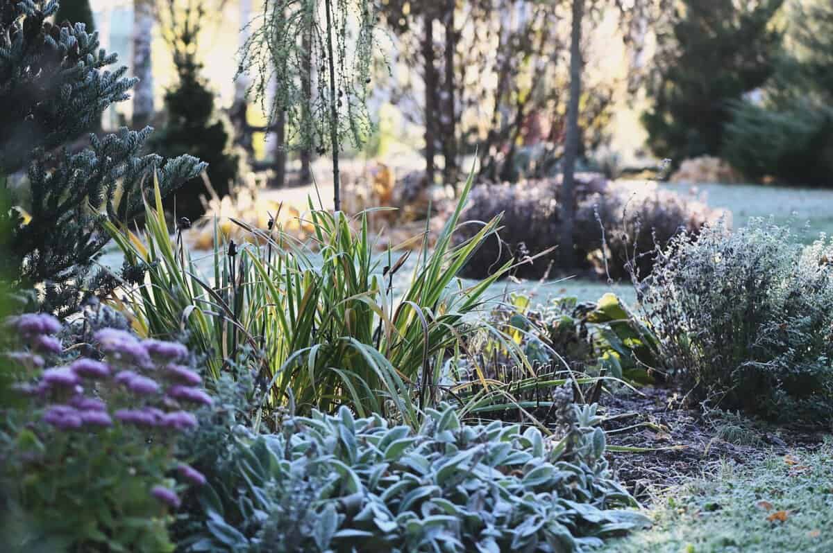 Wachstum im Winter: Die Freuden der Gartenarbeit im Winter genießen