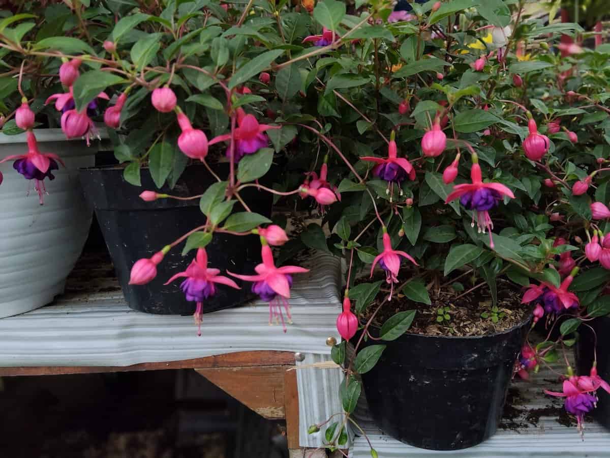 23 Wunderschöne Schattenblumen für Töpfe