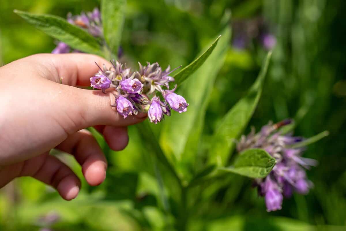 Gartenkatastrophen: Pflanzen, die Sie meiden sollten, um einen sicheren und blühenden Garten zu haben